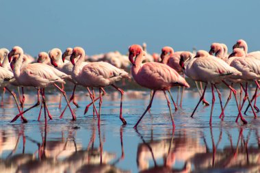 Vahşi Afrika kuşları. Pembe Afrikalı flamingoların grup kuşları mavi gölde dolaşıyorlar. 