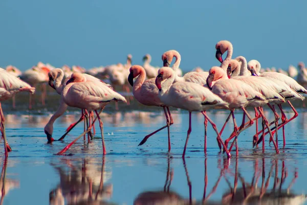 野生非洲鸟 成群的粉红非洲火烈鸟在蓝色的泻湖中漫步 — 图库照片