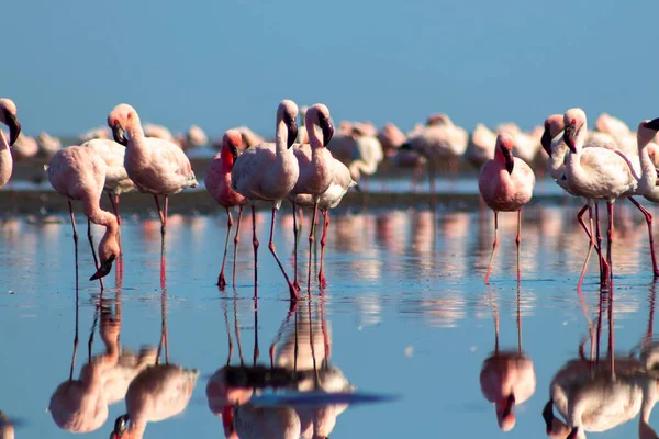 Wild african birds. Group birds of pink african flamingos  walking around the blue lagoon