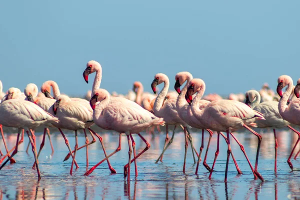 Wild african birds. Group birds of pink african flamingos  walking around the blue lagoon