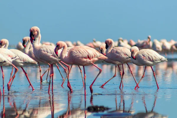 Wilde Afrikanische Vögel Gruppe Rosafarbener Flamingos Spaziert Durch Die Blaue — Stockfoto