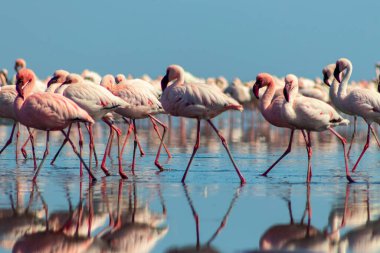 Vahşi Afrika kuşları. Pembe Afrikalı flamingoların grup kuşları mavi gölde dolaşıyorlar. 