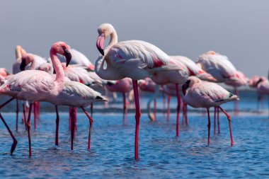 Vahşi Afrika kuşları. Pembe Afrikalı flamingoların grup kuşları mavi gölde dolaşıyorlar. 