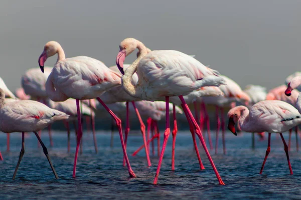 Wild african birds. Group birds of pink african flamingos  walking around the blue lagoon