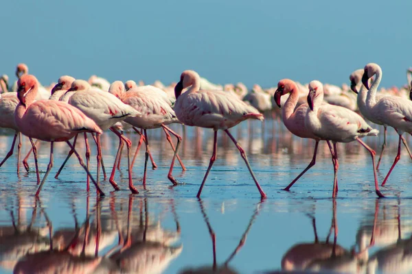 Wilde Afrikaanse Vogels Groepsvogels Van Roze Afrikaanse Flamingo Die Rond — Stockfoto
