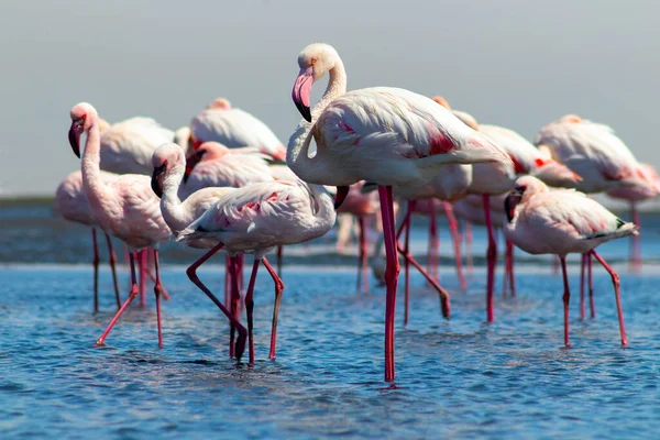 Дикие Африканские Птицы Группа Птиц Розовых Африканских Фламинго Прогуливается Синей — стоковое фото