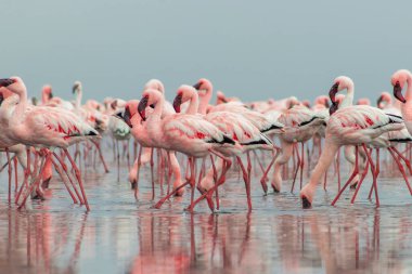 Vahşi Afrika kuşları. Pembe afrikalı flamingo kuşları güneşli bir günde mavi gölde dolaşıyorlar.