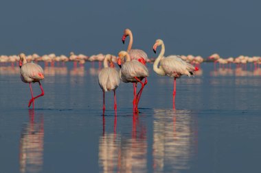 Vahşi Afrika kuşları. Pembe afrikalı flamingo kuşları güneşli bir günde mavi gölde dolaşıyorlar.