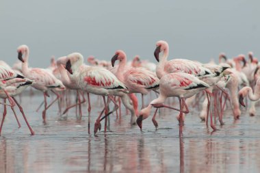 Vahşi Afrika kuşları. Pembe afrikalı flamingo kuşları güneşli bir günde mavi gölde dolaşıyorlar.