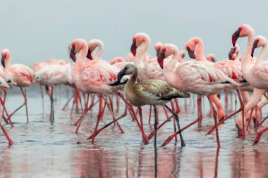 Vahşi Afrika kuşları. Pembe afrikalı flamingo kuşları güneşli bir günde mavi gölde dolaşıyorlar.