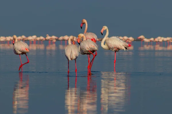 Wild african birds. Group birds of pink african flamingos  walking around the blue lagoon on a sunny day