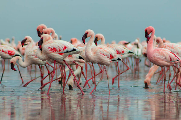 Wild african birds. Group birds of pink african flamingos  walking around the blue lagoon on a sunny day