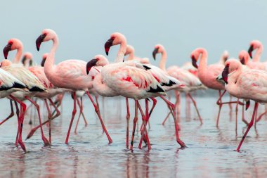 Vahşi Afrika kuşları. Pembe afrikalı flamingo kuşları güneşli bir günde mavi gölde dolaşıyorlar.