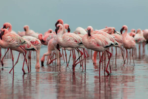 Wild african birds. Group birds of pink african flamingos  walking around the blue lagoon on a sunny day