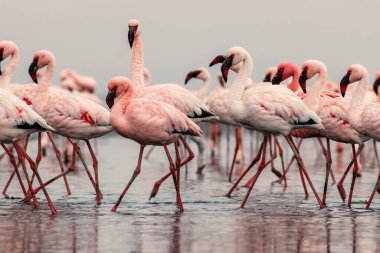 Vahşi Afrika kuşları. Pembe Afrikalı flamingoların grup kuşları mavi gölde dolaşıyorlar.