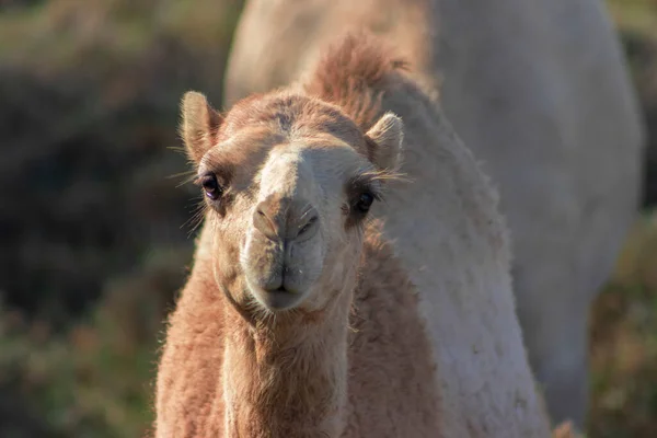 Camello Africano Desierto Namib Qué Gracioso Cerca Namibia África — Foto de Stock