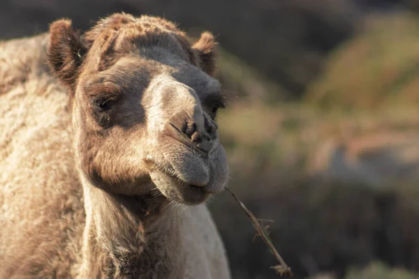Αφρικανική Καμήλα Στην Έρημο Ναμίμπ Αστείο Κοντινό Ναμίμπια Αφρική — Φωτογραφία Αρχείου