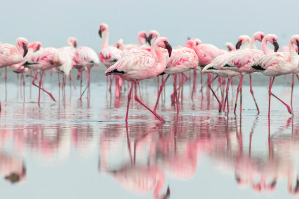 Divocí Afričtí Ptáci Skupinoví Ptáci Růžových Afrických Plameňáků Procházející Modré — Stock fotografie