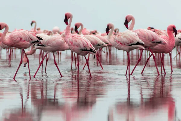 Vahşi Afrika kuşları. Pembe Afrikalı flamingoların grup kuşları mavi gölde dolaşıyorlar.