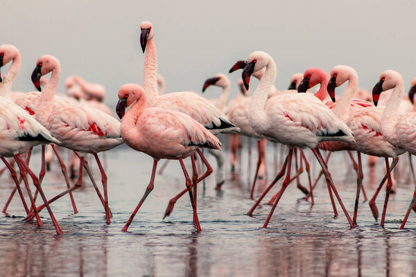 Wild african birds. Group birds of pink african flamingos  walking around the blue lagoon