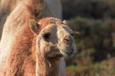 Namib çölünde Afrika devesi. Yakından komik görünüyor. Namibya, Afrika