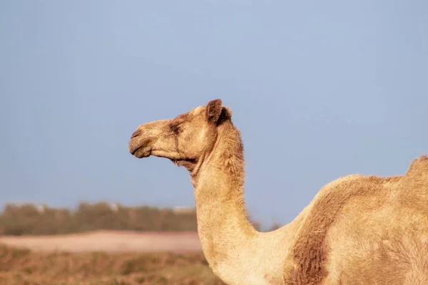 Afrykański Wielbłąd Pustyni Namib Śmieszne Zbliżenie Namibia Afryka — Zdjęcie stockowe