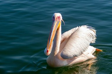 Yalnız büyük beyaz pelikan mavi suda yüzer. Namibya