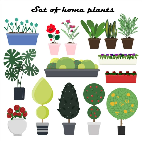 家のためのポットにベクトル植物のセット。家の屋内と屋外の造園のための花、木や植物の異なるタイプのフラットイラスト。ベクトル作成のための家の居心地の良い写真 — ストックベクタ