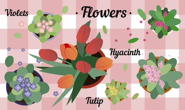 Widok z góry kwiatów doniczkowych. Płaska ilustracja hiacyntu, tulipana i fiołków na stole z obrusem w kratkę. Słodkie wiosenne kartki okolicznościowe w pastelowych kolorach z domowymi kwiatami na parapety — Zdjęcie stockowe