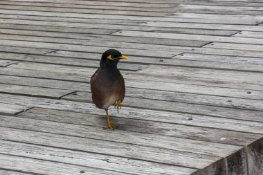 Yaygın Myna kuşunun (Acridotheres tristis) portresi. Kahverengimsi şarap tüylü kuş, koyu kafa, kanatlar ve kuyruk, sarı bacaklar, gaga ve göz çevresinde tüysüz bölge. Doğal tropikal asya habitatı. 