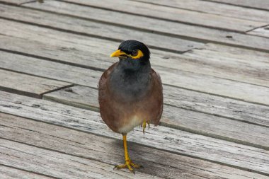 Yaygın Myna kuşunun (Acridotheres tristis) portresi. Kahverengimsi şarap tüylü kuş, koyu kafa, kanatlar ve kuyruk, sarı bacaklar, gaga ve göz çevresinde tüysüz bölge. Doğal tropikal asya habitatı. 