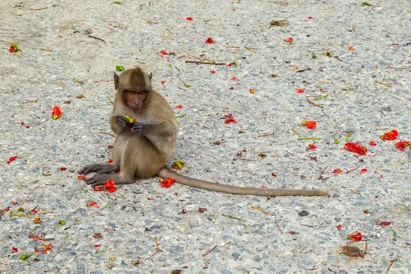 Macaco tímido jovem selvagem com cauda longa sentado no lado da estrada entre as flores vermelhas caindo e comer uma fruta . — Fotografia de Stock