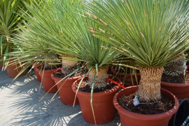 Dracaena Draco ya da Ejderha ağacı sokak çiçekçisinin plastik saksılarında.