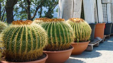 Büyük Altın Fıçı Kaktüsü ya da Echinocactus Grusonii 'nin sokak çiçekçisindeki plastik kaplarda durduğu sıra. Bahçe pazarında iç ve dış tasarım için sulu bitkiler satılıyor.