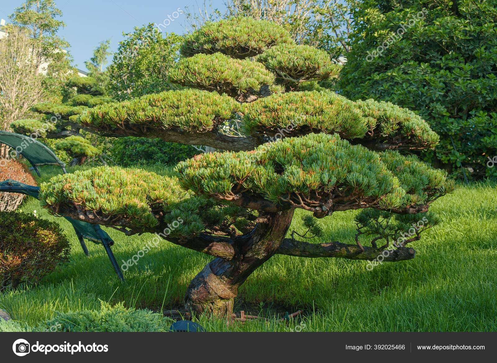 Unique shaping pine pruning technique or Niwaki for Japanese garden