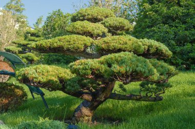 Benzersiz şekilli çam budama tekniği ya da Japon bahçe düzenlemesi için Niwaki.