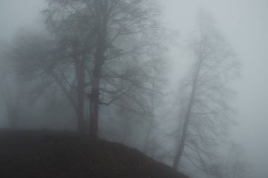 Karanlık ve gizemli, sisle örtülü ürkütücü orman. Mistik sisli arazide bulanık gerçeküstü ağaçlar. Ürkütücü kasvetli orman sisi. 