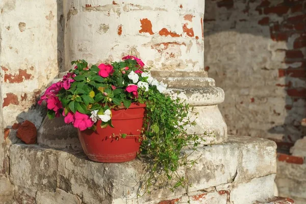 Doniczka z czerwonymi i białymi kwiatami Balsaminaceae Impatiens w świetle słonecznym na tle podupadłej kolumny cegły na dziedzińcu starożytnego klasztoru. — Zdjęcie stockowe