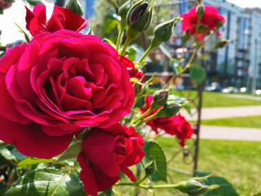 Güneşli bir günde parkta güller