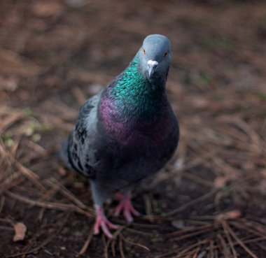 Sıcak tonlarda bulanık arka plan ile bir güvercin