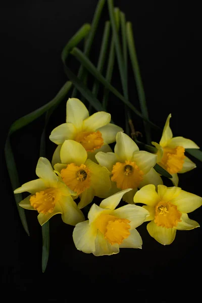 Close Bouquet Yellow Daffodils Black Background — Stock Photo, Image