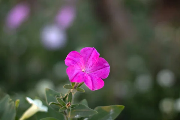 Hermosa Flor Rosa Con Fondo Borroso —  Fotos de Stock