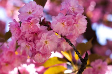 Sakura dalı açar. Yumuşak pembe bahar. Doğa uyanır