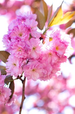 Sakura dalı açar. Yumuşak pembe bahar. Doğa uyanır. Kalp şeklinde sakura