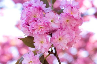 Sakura dalı açar. Yumuşak pembe bahar. Doğa uyanır
