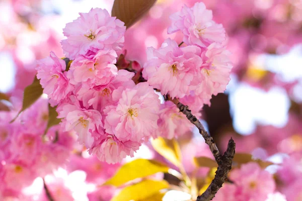 Sakura dalı açar. Yumuşak pembe bahar. Doğa uyanır