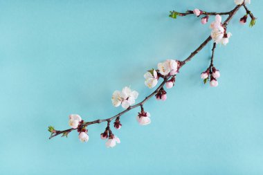 Sakura dalı mavi arka plan ile çiçek açar. Yumuşak pembe bahar. 