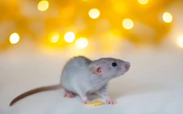 Símbolo 2020 Año Rata Linda Gris Sentada Cerca Poco Queso — Foto de Stock