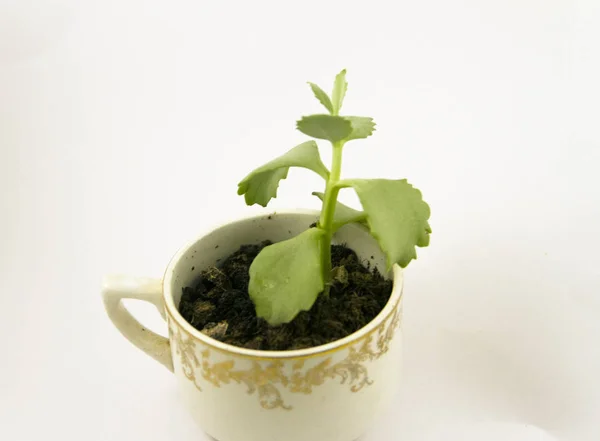 Kalın bitki nötr arka plan üzerinde eski bir Kupası