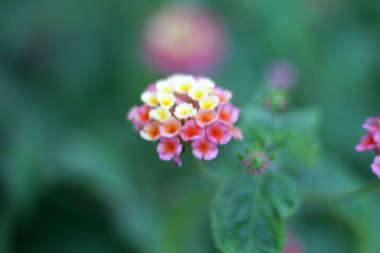 Güzellik iki sesleri çiçek